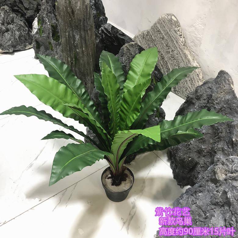 仿真鸟巢蕨鸟巢树鸟巢田叶绣球花面装饰植物KCD店摆放园造景绣球