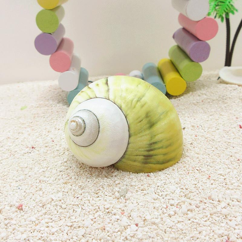 【大天使螺-蜗居天下】4-7cm寄居蟹替换壳专用备用壳天然海螺贝壳