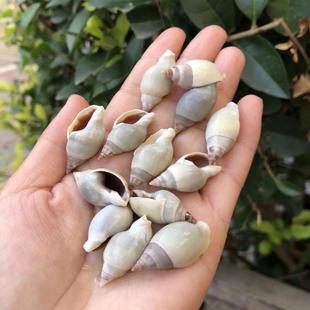 天然贝壳海螺青肚织纹螺标本螺迷你寄居蟹替换壳鱼缸水族造景装饰