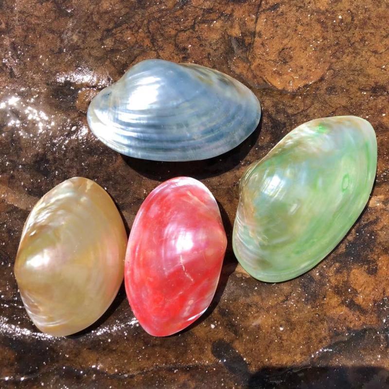 天然贝壳海螺珍珠蛤珍珠蚌壳绿色彩色扇贝家居装饰品水族鱼缸造景