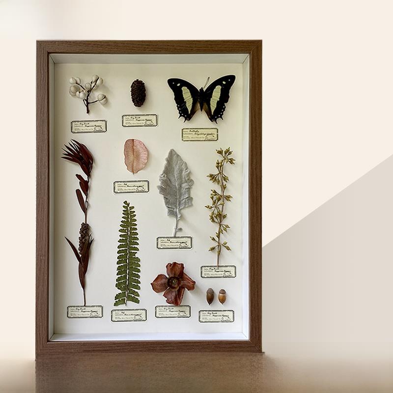 特价真蝴蝶植物标本装饰画圣诞礼物侘寂ins文艺风客厅卧室摆挂件