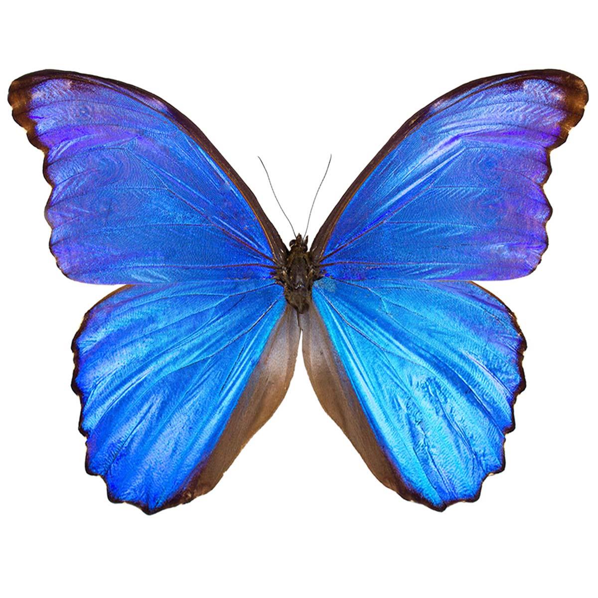 大蓝闪蝶 Morpho didius 未展翅标本原蝶 三角包发出 A013