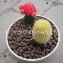 福建轻质陶粒Lihtce33346ramsite园林g陶粒ardGenceramics