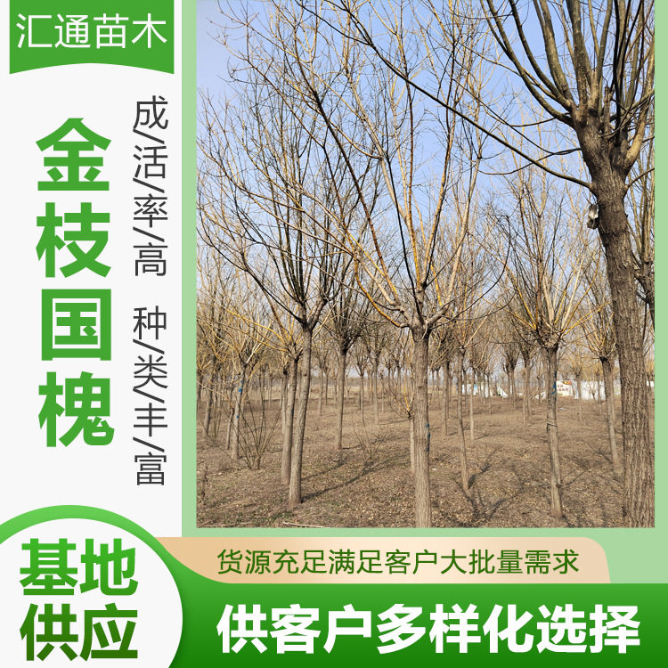 8—15公分金枝国槐别墅庭院观赏风景树耐寒植物地栽工程绿化乔木