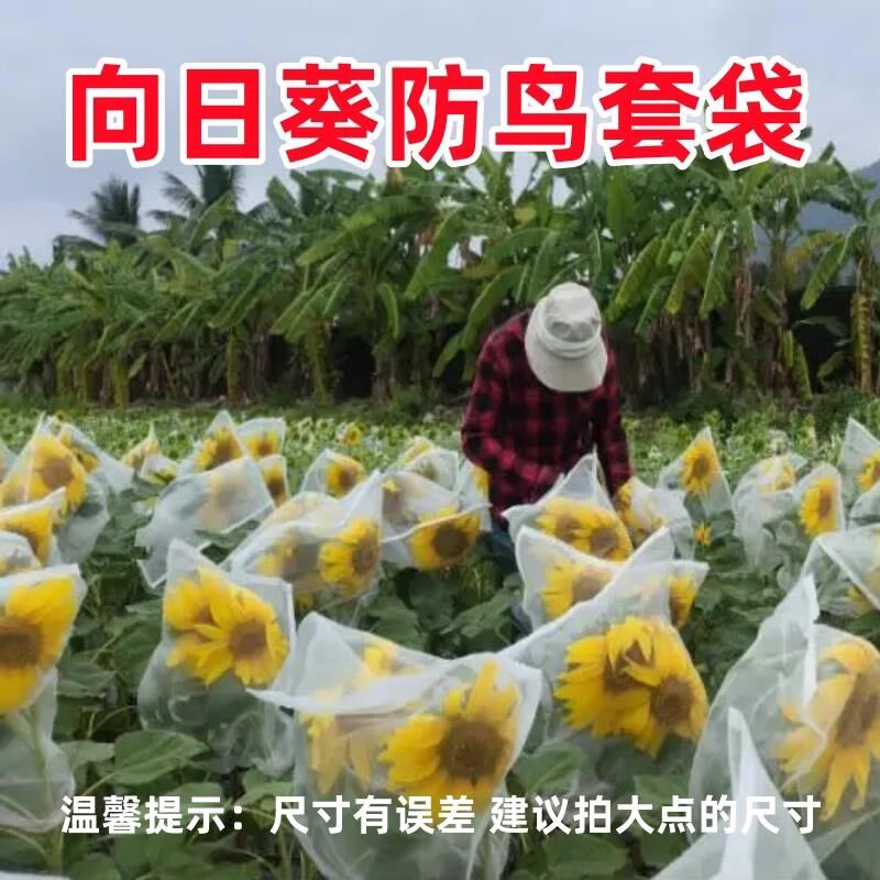 向日葵防鸟套袋专用保护的瓜子加密纱网兜包油葵花向阳花罩防乌雀