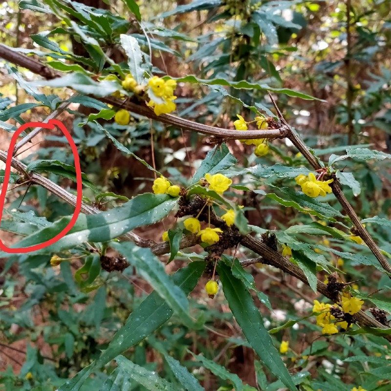 云南 黄连树苗 三颗针三棵v针 树苗刺黄连树苗 珍贵药材植物树苗