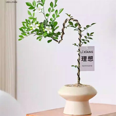 文人九里香盆栽绿植室内办公室客厅好养活四季植物七里香老桩盆景