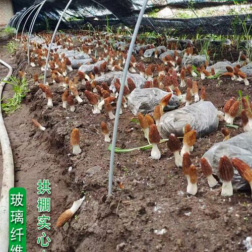 新型小拱棚支架拱杆实p心玻璃纤维棒塑料温室养殖农用蔬菜大棚骨
