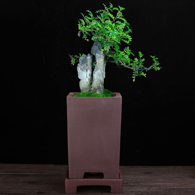 紫砂兰花盆方形精品陶瓷四方签筒客厅桌面盆景盆君子兰春兰中国风