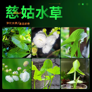 慈姑种苗水生植物燕尾草挺水水草古法鱼缸造景净化重瓣花瓣茨菇苗