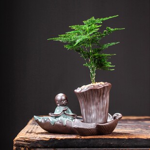 文竹盆栽植物室内花卉办公室桌面绿植好养四季常青景观竹子小盆景