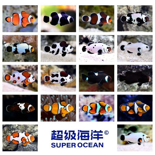 白金小丑熊猫小丑雪印小丑黑边公子小丑澳黑小丑尼莫海水鱼