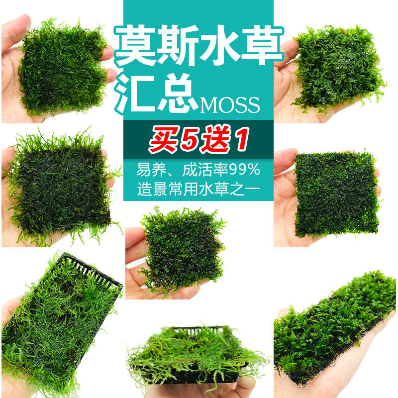 鱼缸沉木莫斯水草 水晶鹿角苔火焰垂泪松茸怪厥莫斯阴性活体植物