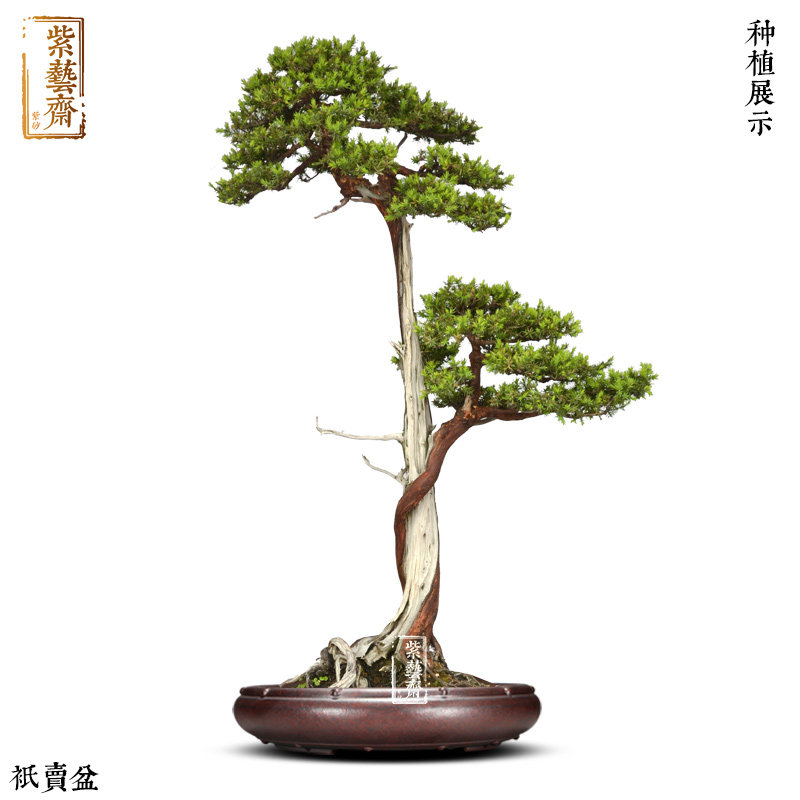 紫艺斋宜兴紫砂花盆陶瓷绿植古典透气创意浅盆透气多肉盆景菖蒲盆