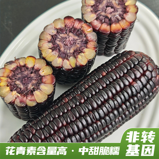内蒙古沙地黑糯玉米青素含量超高