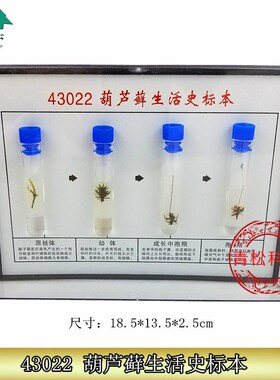 葫芦藓生活史标本 43022 初高中生物实验器材 生物标本 教学仪器