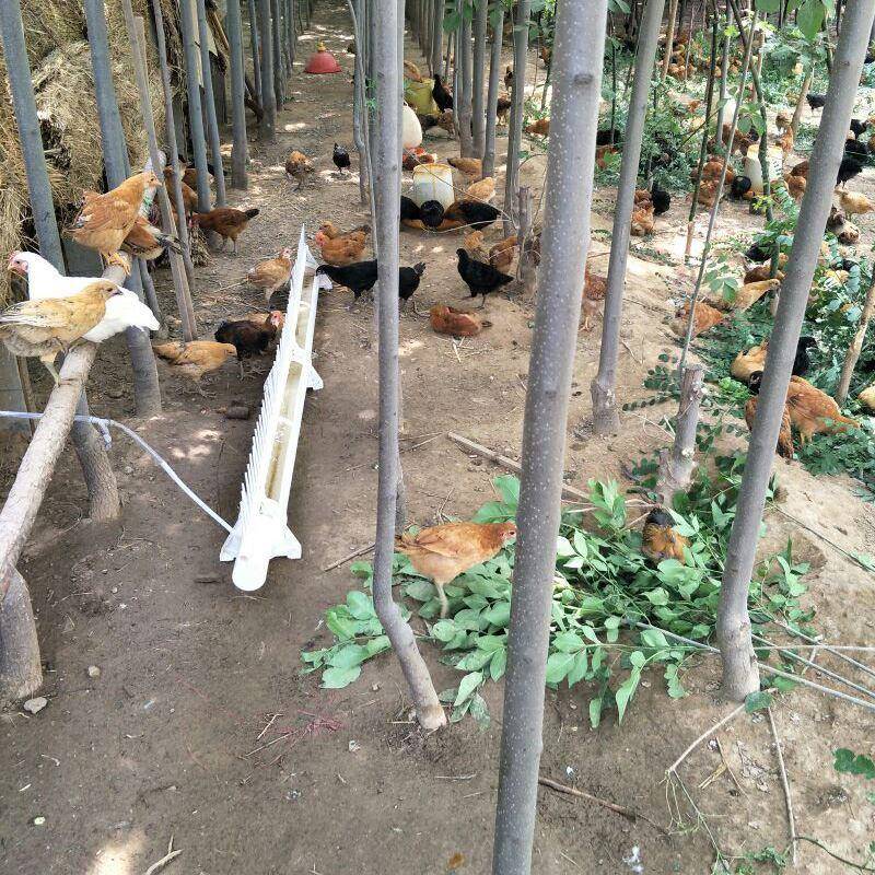 喝225护栏鸡用自动饮器新款水的RJC养水鸡鸡鸭鹅鸽子家禽喂水式0