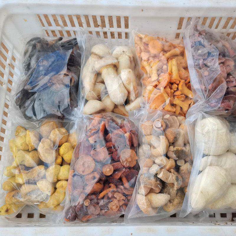 新鲜冰冻野生菌组合松茸鸡油菌牛肝菌谷熟菌奶浆菌青头菌商用菌菇