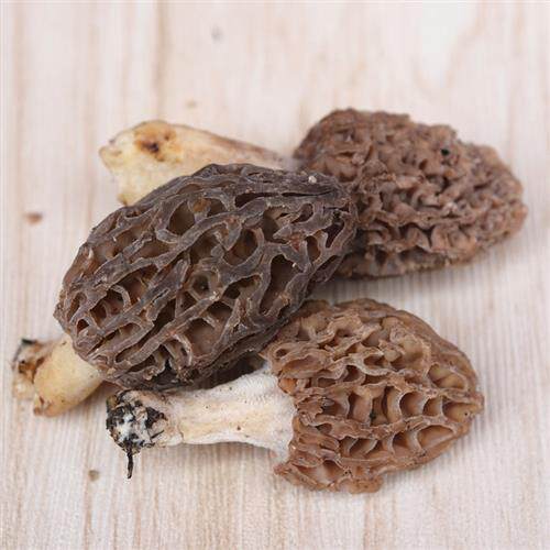 高品质新鲜羊肚菌野生现采云南丽江土特产食用蘑菇送虫草包邮顺丰