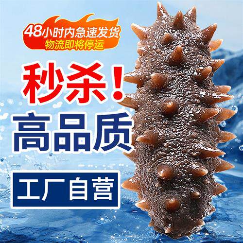 c-hi海参即食大连鲜活野生辽参干货海生叁孕妇刺参500g特价单个装