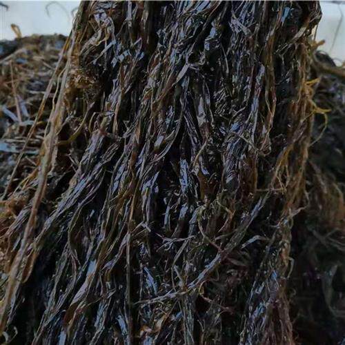 大连特产新鲜海麻线 海菜 海藻菜 海菜 海草菜 冷冻发货包邮顺丰