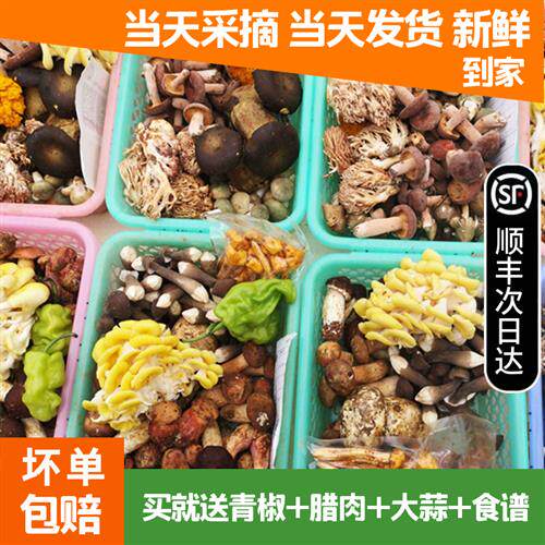 新鲜野生菌混合蘑菇2斤牛肝菌云南杂菌子组合松茸 青头鸡枞见手青