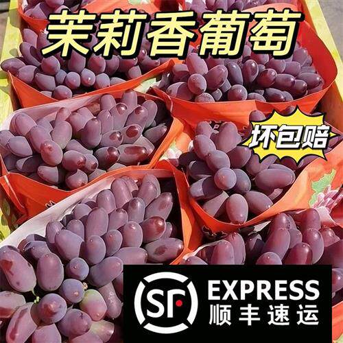 现摘云南茉莉香葡萄新鲜水果当季脆甜无籽葡萄红提子