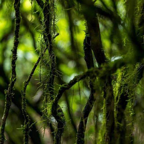 一生喝老枞红茶桐山木古树红茶正山红茶醉海棠石榴芭乐汁味不还价