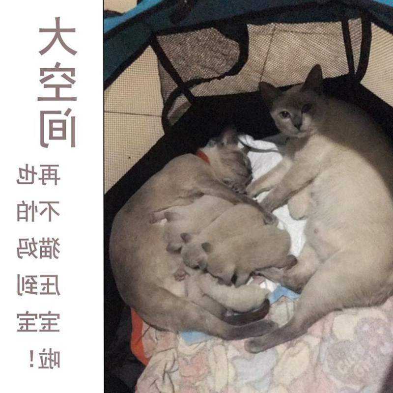 宠物猫咪产房怀孕猫产房产箱折叠户外帐I篷用品封闭式窝猫狗狗生
