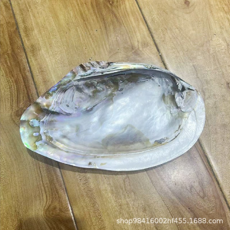 大珍珠蚌壳天然海螺贝壳拍摄道具家居创意收藏摆件果餐盘装饰