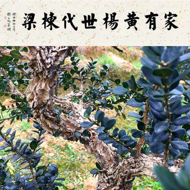 黄杨盆景 小叶皱皮雀舌黄杨 龙鳞黑珍珠黄杨 一物一拍办公桌