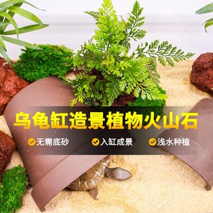 乌龟缸造景绿植水培植物和鱼共养龟缸火山石定植水草免打理水生树