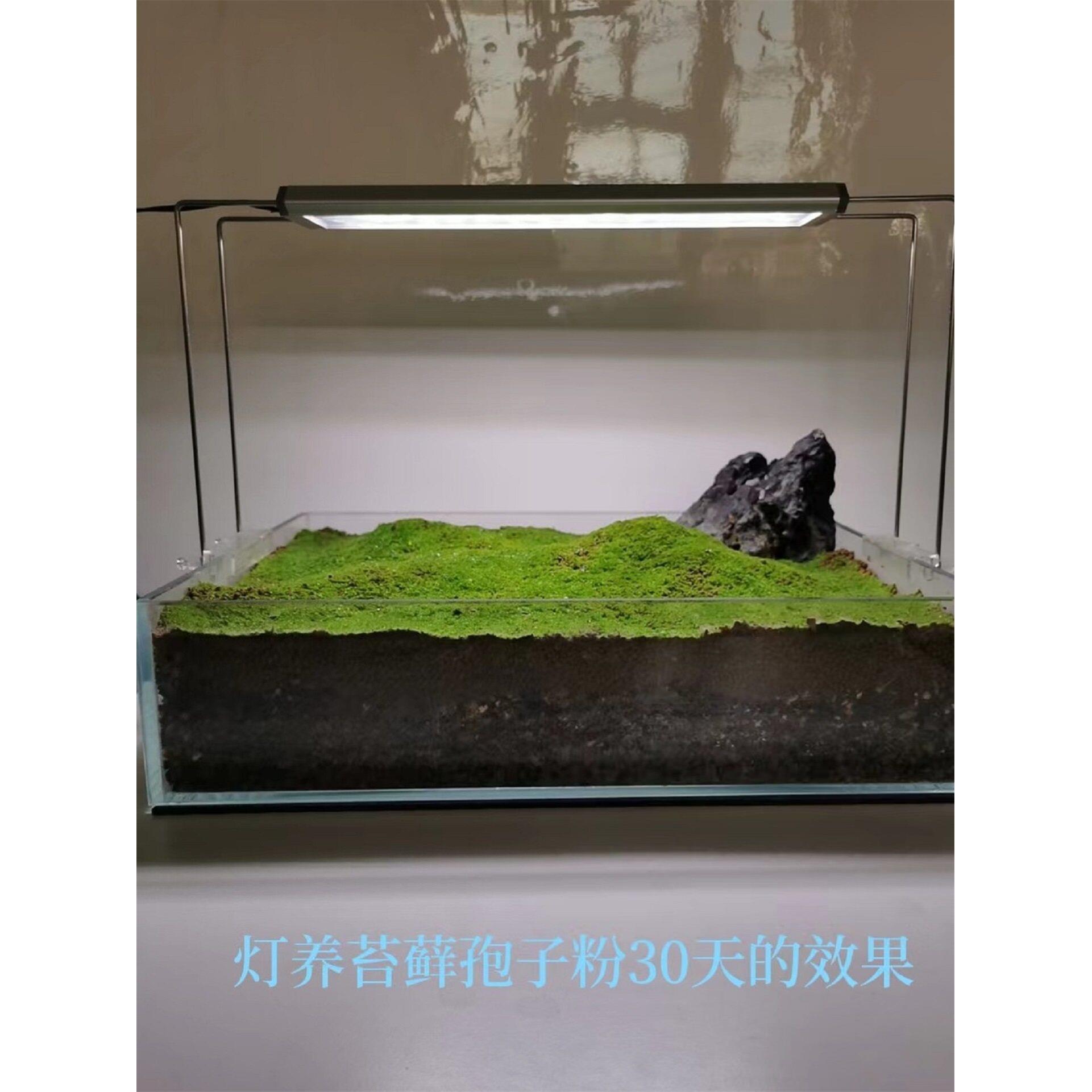 特卫普全光谱Led苔藓苔藓植物网格图案草生长景观灯微景观高支架