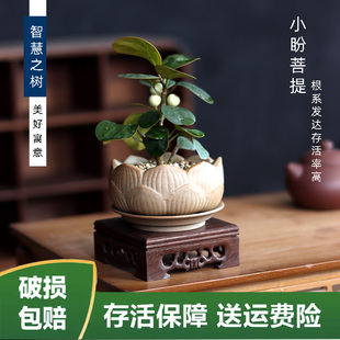 菩提果树盆栽带果室内绿植陶瓷花盆托盘桌面小绿植盆景办公室好养