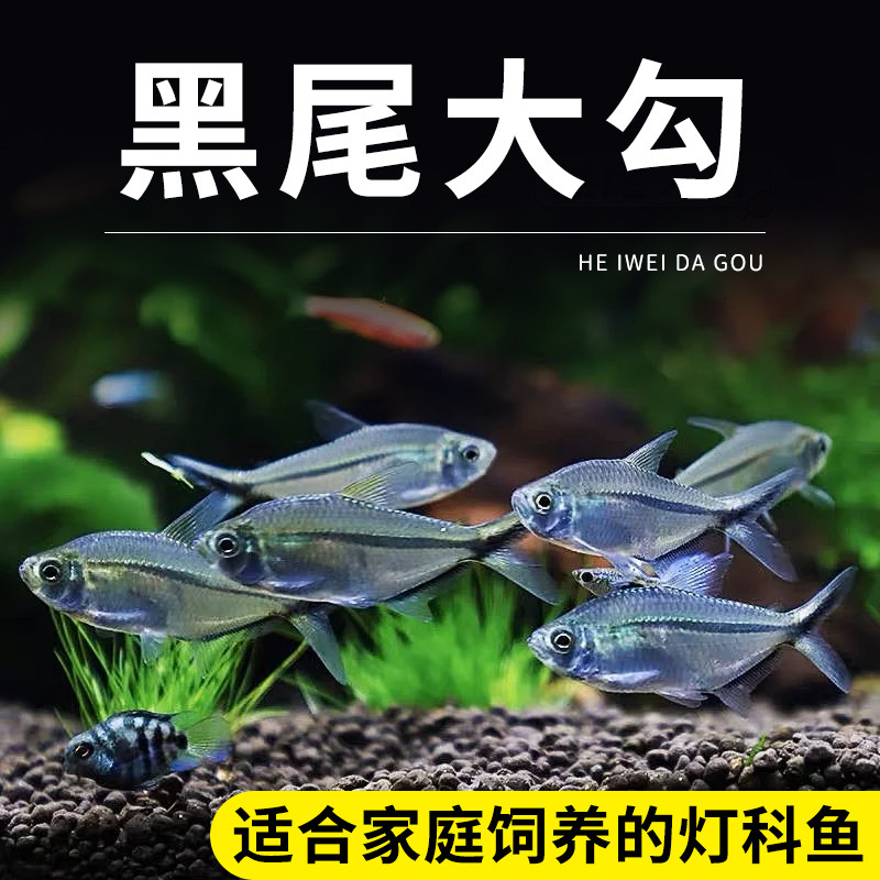 黑尾大勾群游鱼草缸小型鱼热带观赏鱼黑尾扯旗红绿灯科鱼包邮淡水
