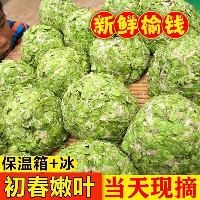 榆钱窝窝头新鲜现摘头茬榆树钱野菜团子馒头早餐速食半成品榆钱馍
