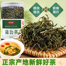 【青芝里】精选蒲公英茶正品新鲜散茶50克