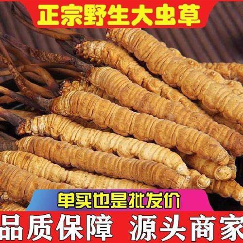 官方正品野生冬虫夏草真正四川阿坝高海拔非西藏那曲青海虫草