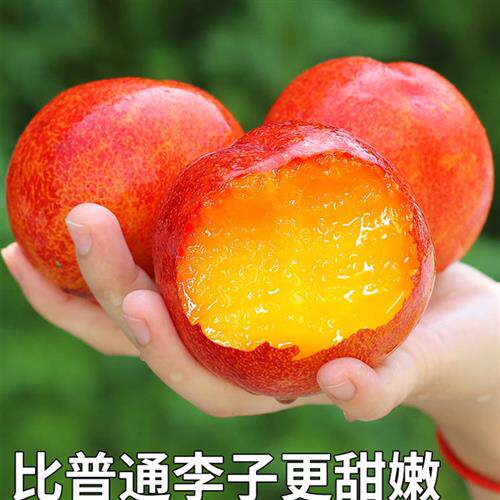 顺丰礼盒10斤正宗大红袍李黄心李子新鲜水果脱骨鲜果当季整箱包邮