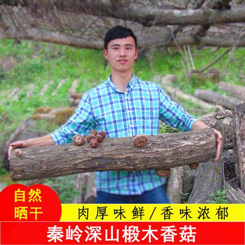 椴木香菇干货500g农家冬菇蘑菇含小花菇散装土特产非庆元野生菌