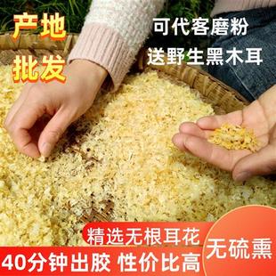 天然椴木仿野生雪耳无硫小银耳白木耳通江干货易炖碎碎耳250g