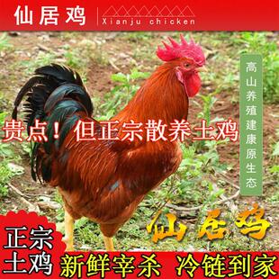 正宗仙居大公鸡农家散养土鸡老公鸡童子鸡鸡仔活鸡现杀纯粮食喂养