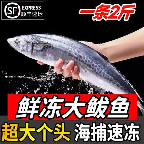 鲅鱼新鲜冷冻鲜活海鱼马鲛鱼整条马交鱼特大海鲜非鲅鱼馅香煎鲅鱼