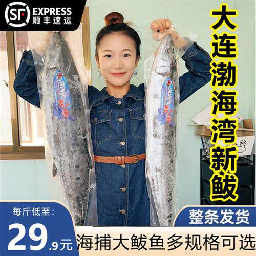大连海捕冷冻大鲅鱼海鲜水产整条超大海鱼马鲛鱼燕鲅鱼馅生包邮