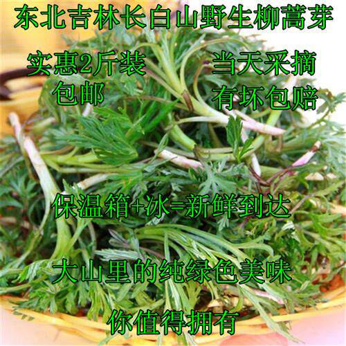 东北长白山野生柳蒿芽新鲜白蒿水蒿吉林山野菜蘸酱1000g2斤装包邮