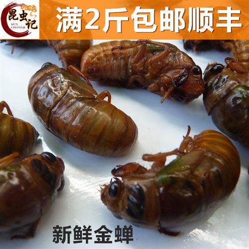 新鲜金蝉沂蒙山知了猴龟爬蚱唐僧肉鲜活直接冰冻昆虫记现货