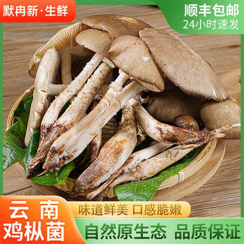 新鲜露水菇鸡肉丝菇1斤装 现摘云南当季鸡肉丝菇荔枝菌鲜菌菇