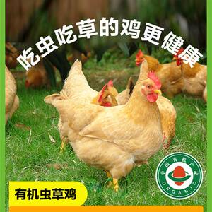 山林里现杀有机虫草鸡 有机土鸡 散养走地鸡老母鸡鸡整祇新鲜鸡肉