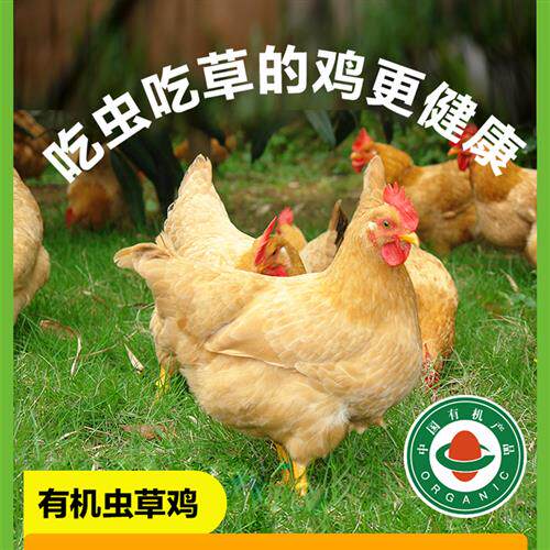 山林里现杀有机虫草鸡 有机土鸡 散养走地鸡老母鸡鸡整祇新鲜鸡肉