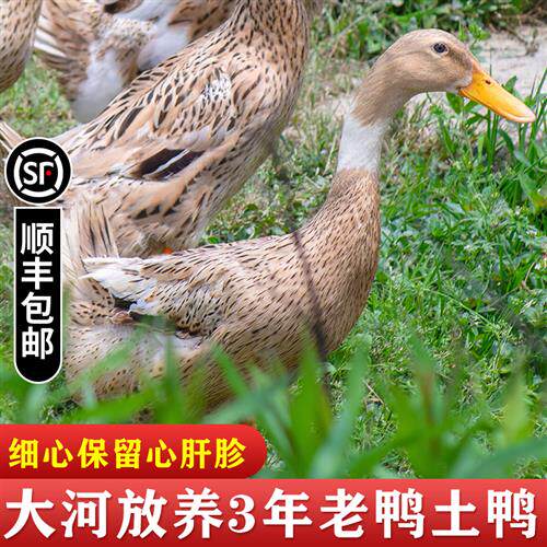 农家散养 3年老鸭土鸭子 水鸭散养麻鸭新鲜现杀鸭肉老鸭汤净2.5斤